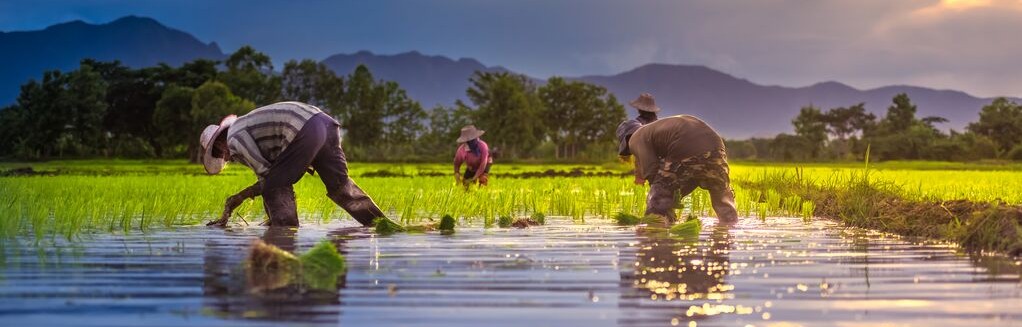 Farmers working in a flooded rice paddy field at sunset with green crops, water reflections, and distant mountains in the background.